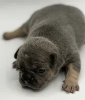 Greg, a male French Bulldog for sale in Thompsonville, IL – 3 of 4