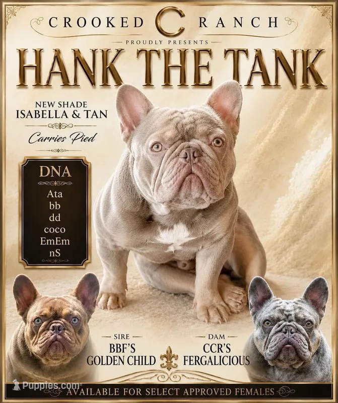 Peter – French Bulldog puppy for sale in Thompsonville, IL