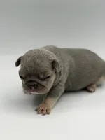 Jan, a female French Bulldog for sale in Thompsonville, IL – 4 of 5