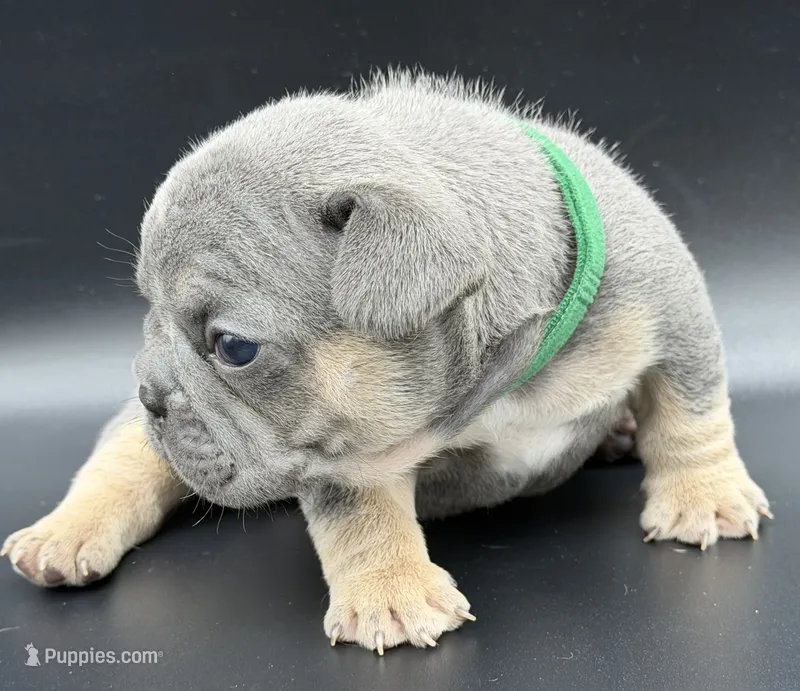Greg – French Bulldog puppy for sale in Thompsonville, IL