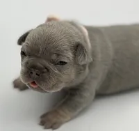 Cindy, a female French Bulldog for sale in Thompsonville, IL – 2 of 5