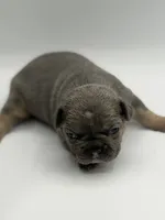 Greg, a male French Bulldog for sale in Thompsonville, IL – 2 of 4