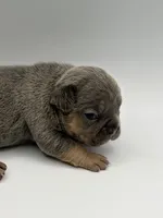 Peter, a male French Bulldog for sale in Thompsonville, IL – 3 of 4