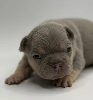 Bobby , a male French Bulldog for sale in Thompsonville, IL – 2 of 3