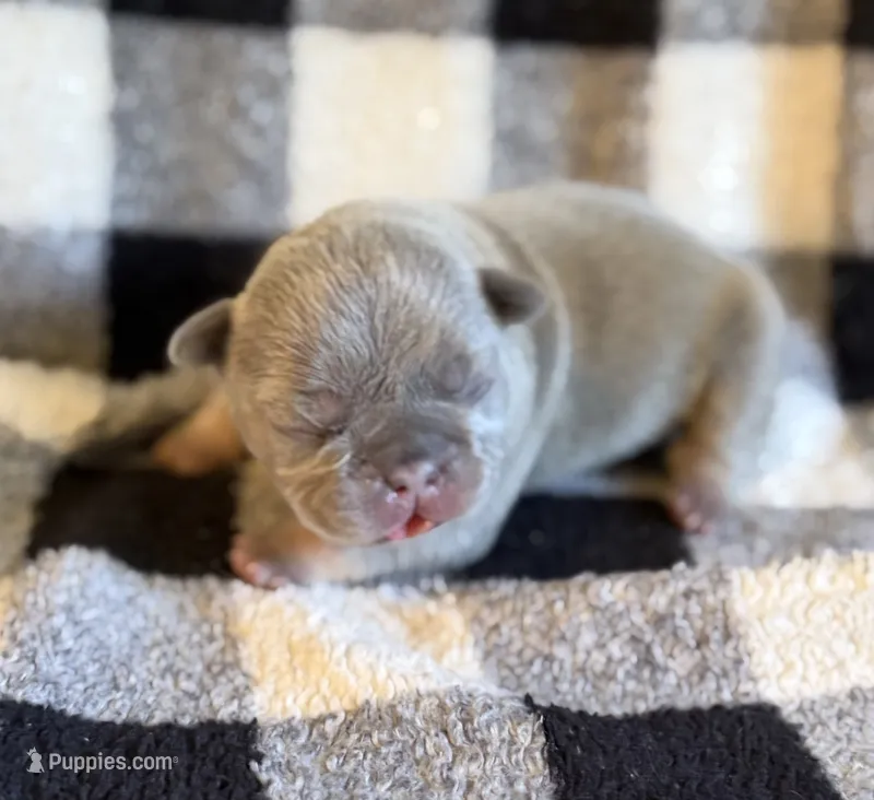 Jan – French Bulldog puppy for sale in Thompsonville, IL