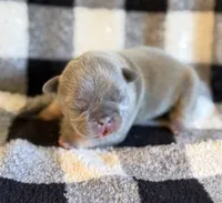 Jan, a female French Bulldog for sale in Thompsonville, IL – 1 of 5
