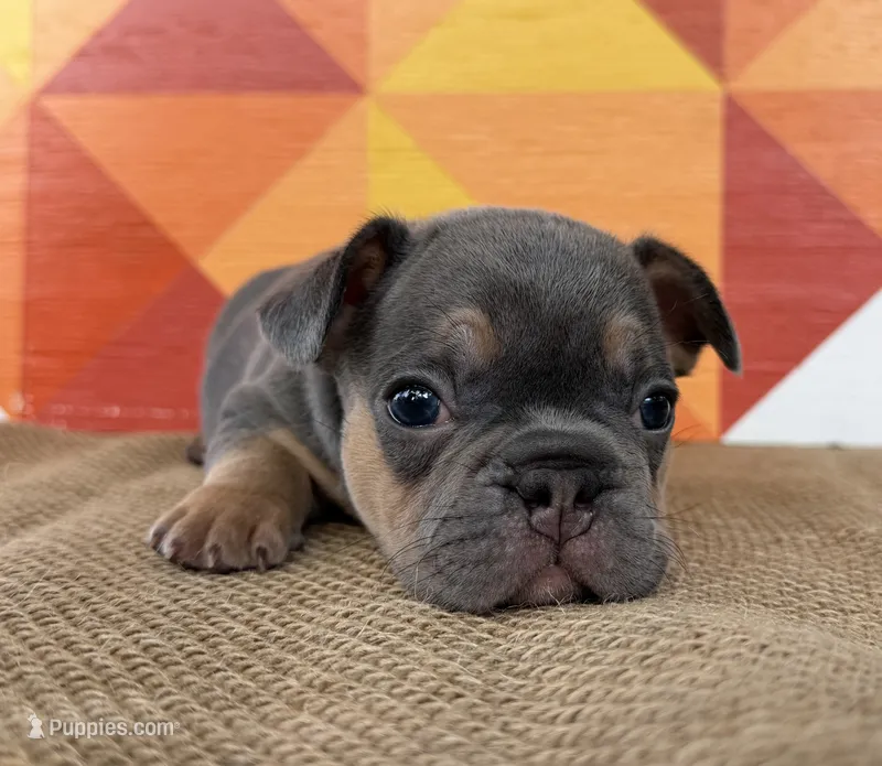 Peter – French Bulldog puppy for sale in Thompsonville, IL