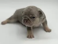 Jan, a female French Bulldog for sale in Thompsonville, IL – 5 of 5