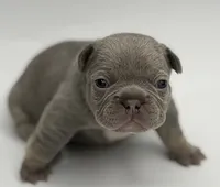 Marsha , a female French Bulldog for sale in Thompsonville, IL – 5 of 5