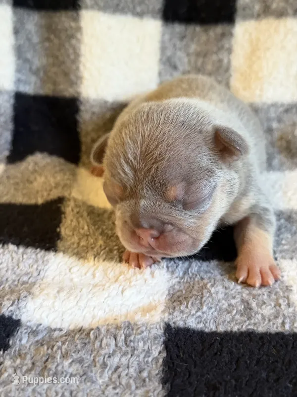 Bobby  – French Bulldog puppy for sale in Thompsonville, IL