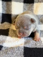 Bobby , a male French Bulldog for sale in Thompsonville, IL – 1 of 3