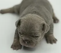 Marsha , a female French Bulldog for sale in Thompsonville, IL – 3 of 5