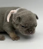 Cindy, a female French Bulldog for sale in Thompsonville, IL – 3 of 5