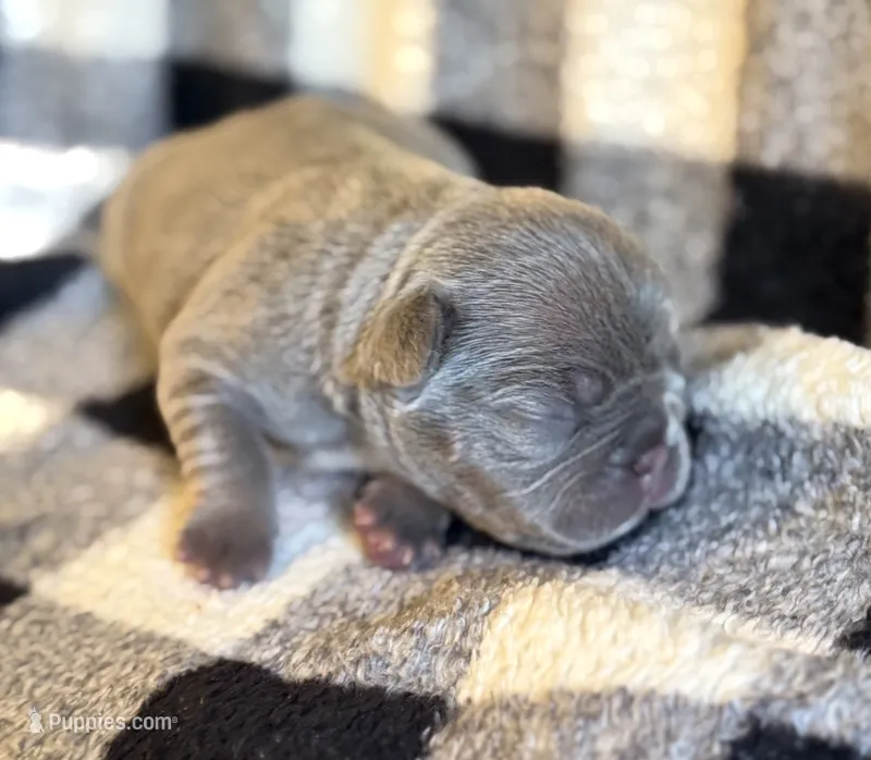 Cindy – French Bulldog puppy for sale in Thompsonville, IL