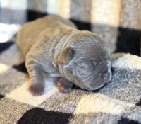 Cindy, a female French Bulldog for sale in Thompsonville, IL – 1 of 5