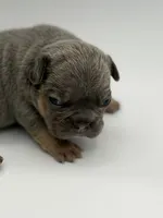 Peter, a male French Bulldog for sale in Thompsonville, IL – 4 of 4