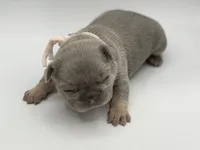Cindy, a female French Bulldog for sale in Thompsonville, IL – 5 of 5