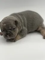 Greg, a male French Bulldog for sale in Thompsonville, IL – 4 of 4