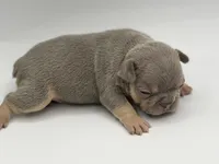 Bobby , a male French Bulldog for sale in Thompsonville, IL – 3 of 3