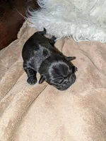 Black beauty , a female Pug for sale in Arvada, CO – Photo 1 of 5