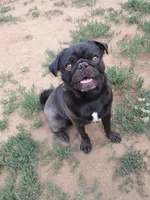 Black beauty , a female Pug for sale in Arvada, CO – Photo 2 of 5