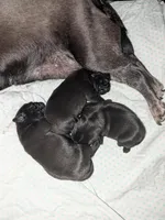 Black beauty , a female Pug for sale in Arvada, CO – Photo 4 of 5