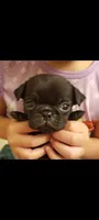  litter coming May 15th , a  Pug for sale in Arvada, CO – Photo 5 of 10