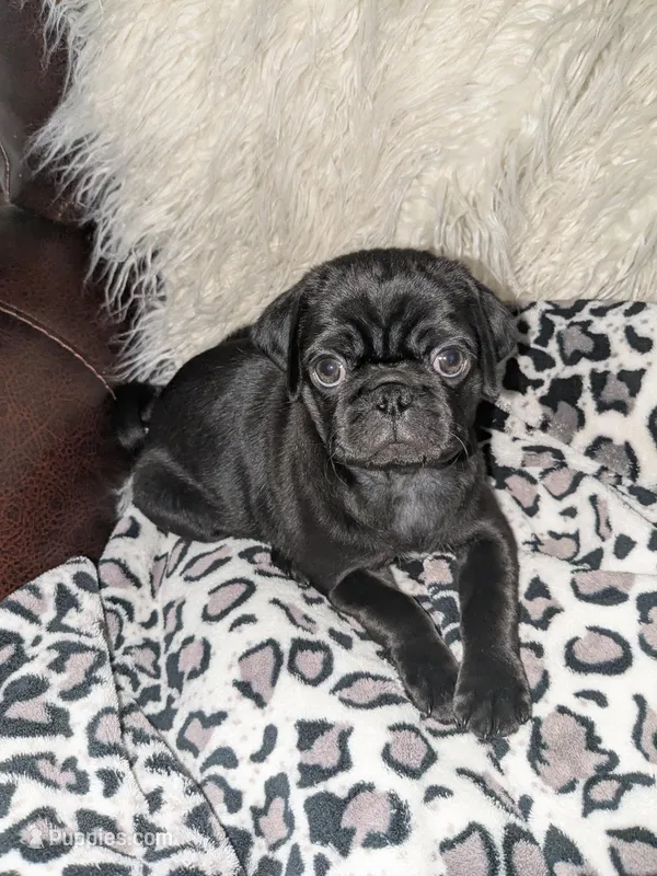 Princess Fiona – Pug puppy for sale in Arvada, CO
