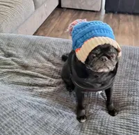  litter coming May 15th , a  Pug for sale in Arvada, CO – Photo 10 of 10