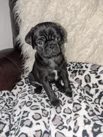 Princess Fiona🐰🐣 "Happy Easter"🐰🐣, a female Pug for sale in Arvada, CO – Photo 6 of 10