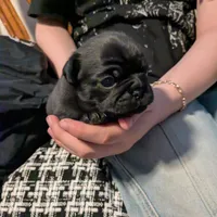 Princess Fiona🐰🐣 "Happy Easter"🐰🐣, a female Pug for sale in Arvada, CO – Photo 2 of 10