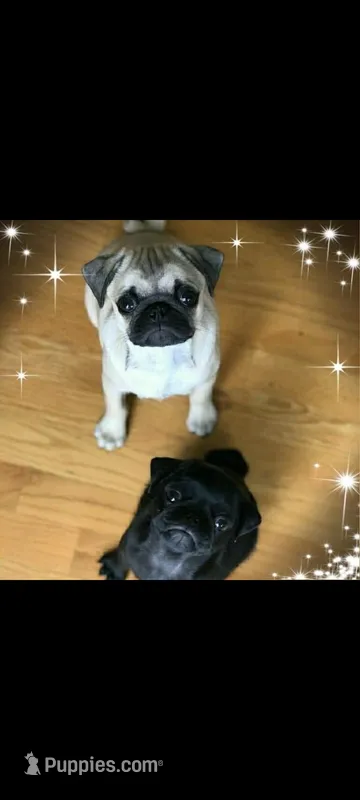  litter coming May 15th  – Pug puppy for sale in Arvada, CO