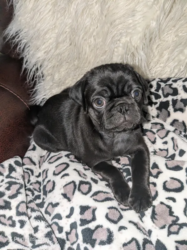 Princess Fiona🐰🐣 🐰🐣 – Pug puppy for sale in Arvada, CO