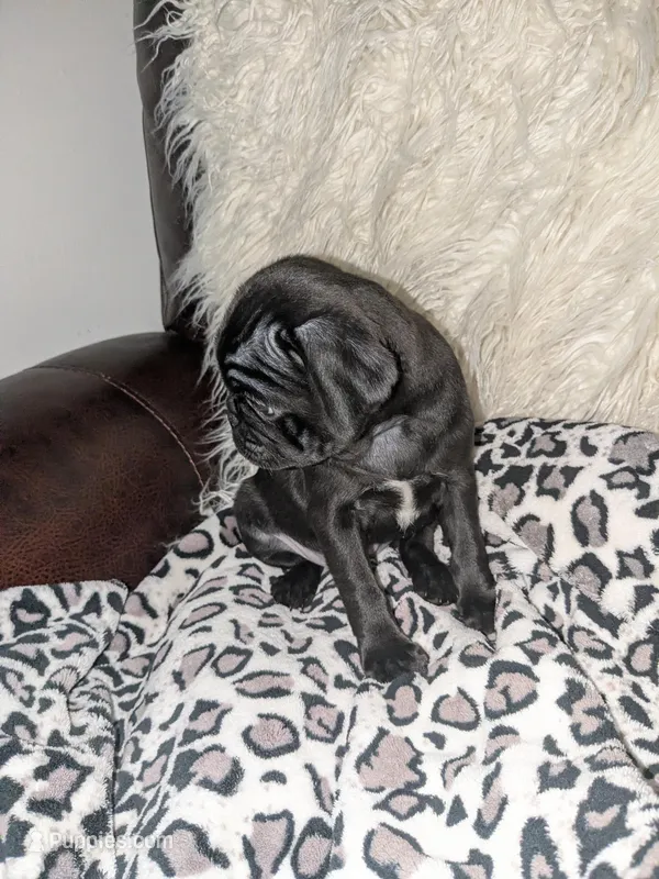 Princess Fiona🐰🐣 🐰🐣 – Pug puppy for sale in Arvada, CO