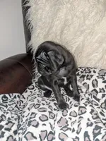 Princess Fiona🐰🐣 "Happy Easter"🐰🐣, a female Pug for sale in Arvada, CO – Photo 5 of 10