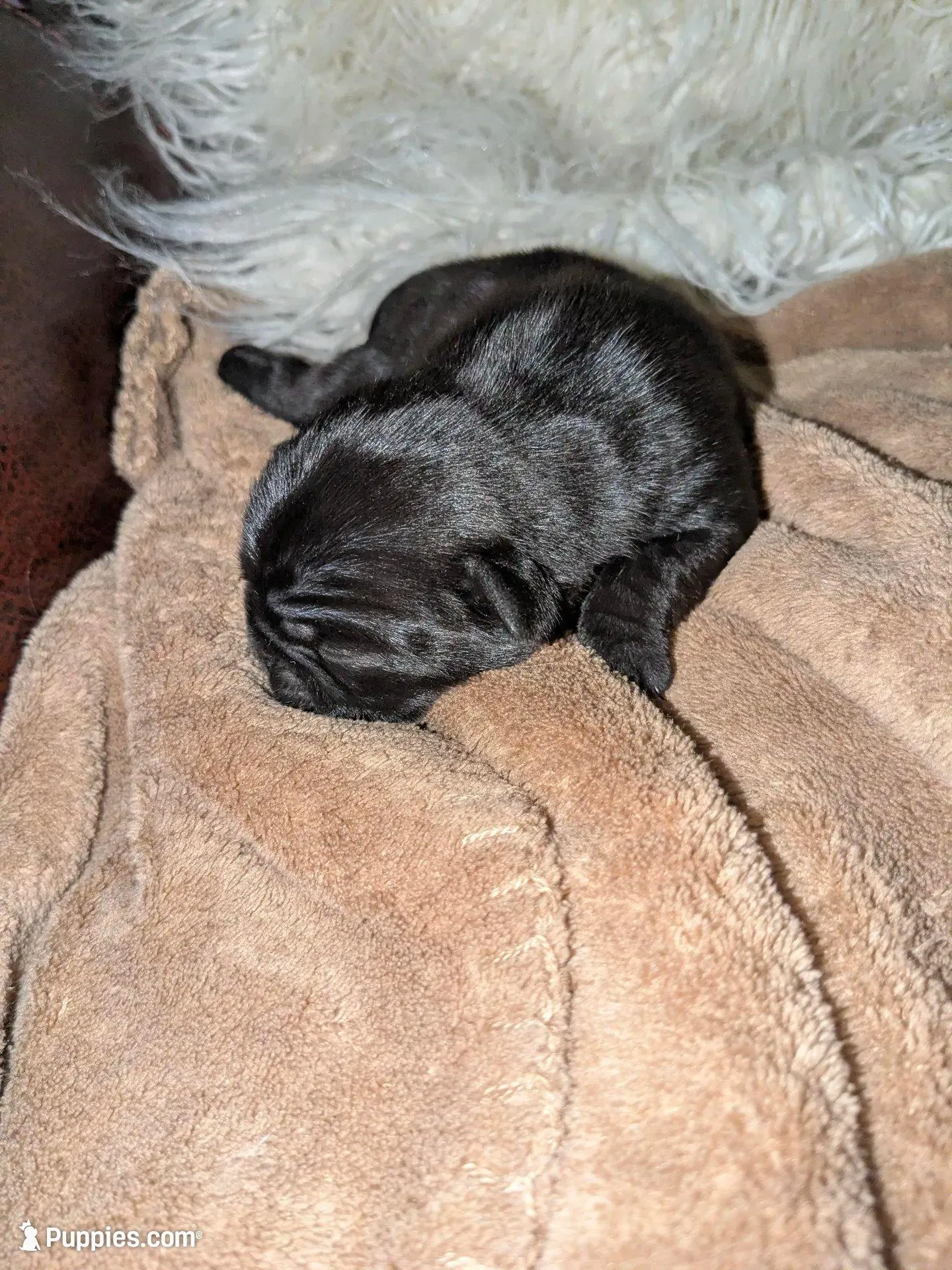 Princess Fiona🐰🐣 🐰🐣, a female Pug for sale in Arvada, CO – Photo 8 of 10