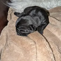 Princess Fiona🐰🐣 "Happy Easter"🐰🐣, a female Pug for sale in Arvada, CO – Photo 9 of 10