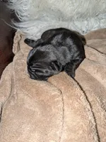 Princess Fiona, a female Pug for sale in Arvada, CO – Photo 1 of 4