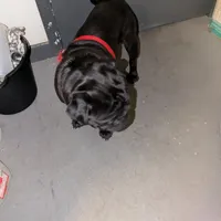 Princess Fiona🐰🐣 "Happy Easter"🐰🐣, a female Pug for sale in Arvada, CO – Photo 8 of 10