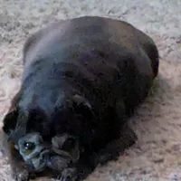 Princess Fiona🐰🐣 "Happy Easter"🐰🐣, a female Pug for sale in Arvada, CO – Photo 7 of 10