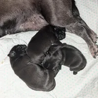 Princess Fiona🐰🐣 "Happy Easter"🐰🐣, a female Pug for sale in Arvada, CO – Photo 10 of 10