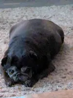 Sleeping beauty , a female Pug for sale in Arvada, CO – Photo 5 of 7