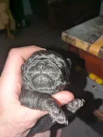 Sleeping beauty , a female Pug for sale in Arvada, CO – Photo 2 of 7