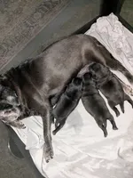 Sleeping beauty , a female Pug for sale in Arvada, CO – Photo 7 of 7