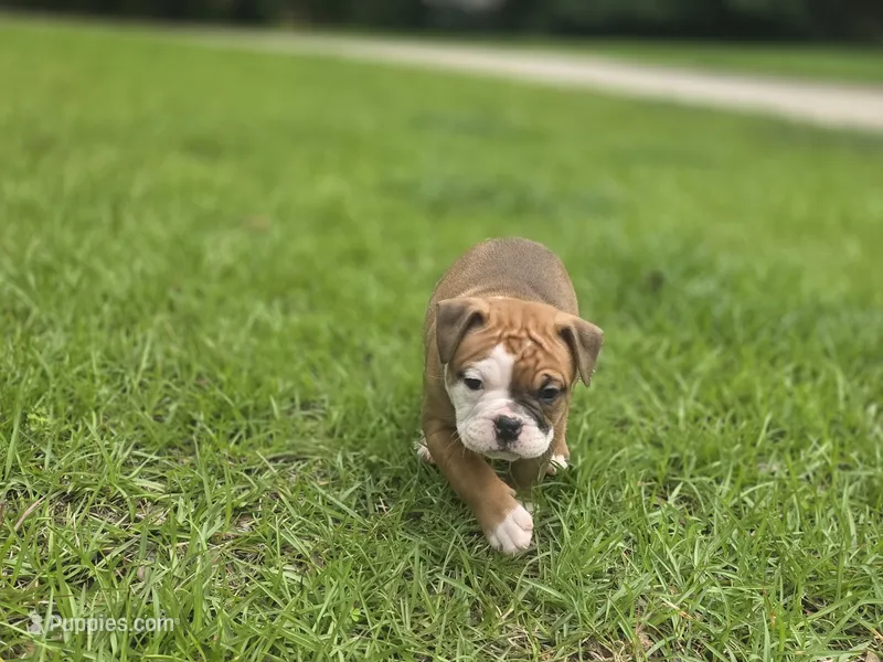 BROWNIE – English Bulldog, Olde English Bulldogge puppy for sale in Glassboro, NJ