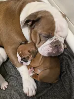 BROWNIE, a female English Bulldog and Olde English Bulldogge for sale in Glassboro, NJ – 8 of 9