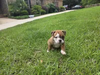 BROWNIE, a female English Bulldog and Olde English Bulldogge for sale in Glassboro, NJ – 2 of 9