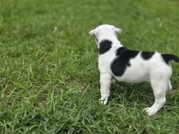 OREO, a female English Bulldog and Olde English Bulldogge for sale in Glassboro, NJ – 2 of 8