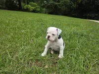 OREO, a female English Bulldog and Olde English Bulldogge for sale in Glassboro, NJ – 5 of 8