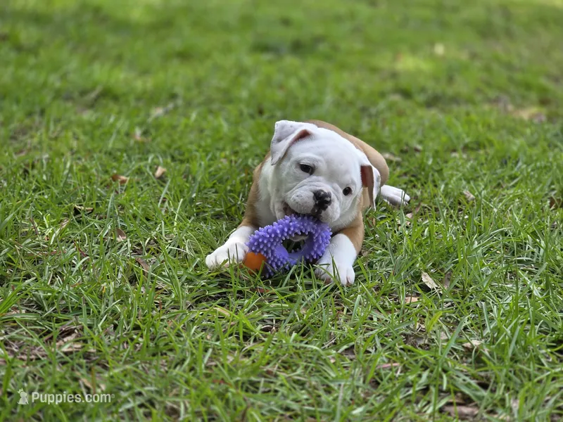 BELLA – English Bulldog, Olde English Bulldogge puppy for sale in McDonough, GA